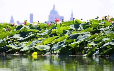 Mantua: Navigation on Lake Superiore among the Lotus Flower Islands